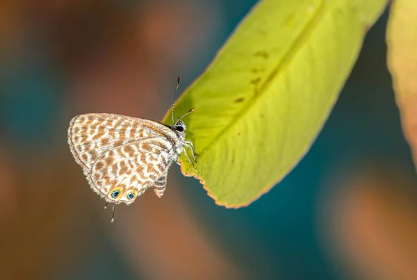 Blue Butterfly Standing Green Leaf Izmir —  Fotos de Stock