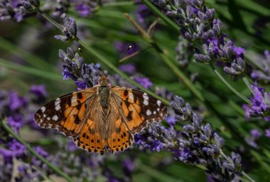 The Thorn Butterfly (Vanessa cardui) migrates to warm countries in winter at an altitude of 200-300 m with the help of the wind. They fly at altitudes between sea level and 3000 m.