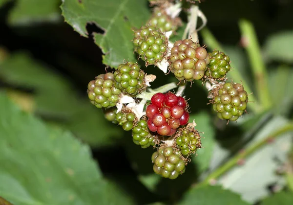 Self Grown Blackberry Plant Forest Nature — Stockfoto