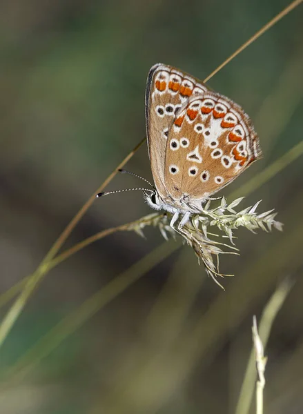 Colorful Little Butterflies Continue Generations Parks City — 스톡 사진