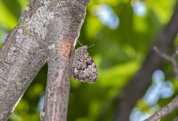 Colorful Little Butterflies Continue Generations Parks City — Fotografia de Stock