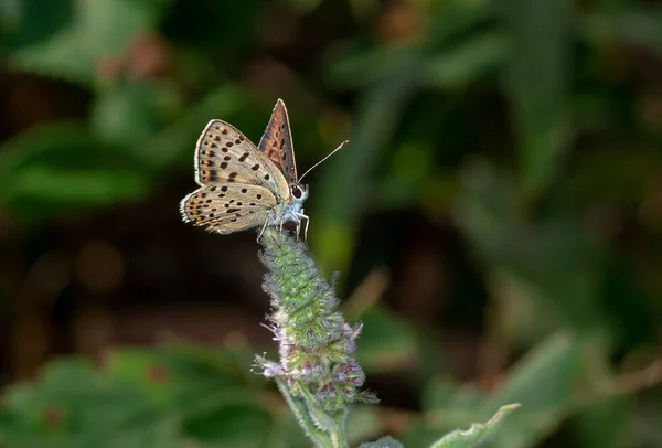 Colorful Little Butterflies Continue Generations Parks City — Photo