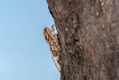 cicada sings its song perched on tree bark