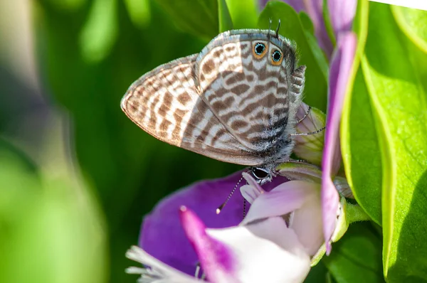 Borboletas Sobre Flores Doganbey Domatia Aldeia — Fotografia de Stock