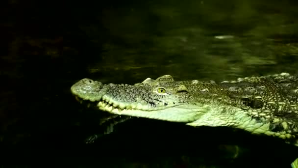 Alligator ist ein Krokodil der Gattung Alligator aus der Familie Alligatoridae, das Kaimankrokodil — Stockvideo