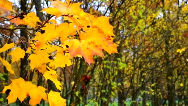 SLOW MOTION, CHIUDI, DOF: Bellissime foglie d'acero frusciano nella brezza autunnale che soffia attraverso il pittoresco parco. — Video Stock