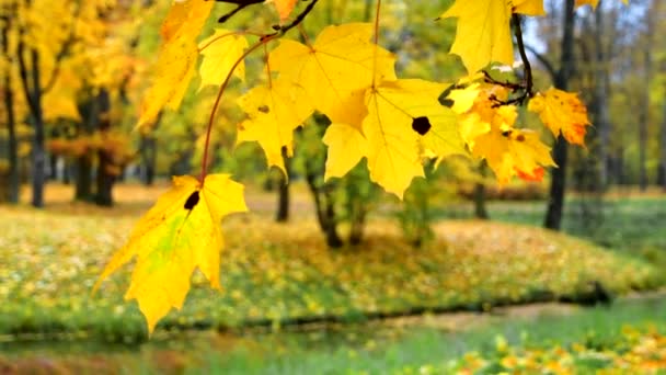 SLOW MOTION, ULOSE UP, DOF: Krásné javorové listy šustí v podzimním vánku vanoucím malebným parkem. — Stock video