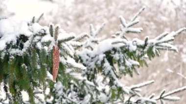 Noel ebediyen yeşil ladin ağacı Taze kar kozalaklı.