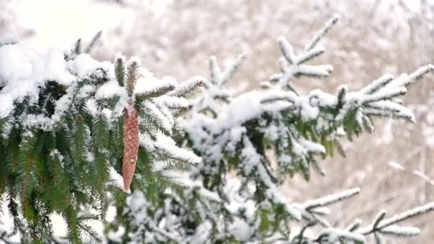 Christmas evergreen spruce tree with fresh snow with cones. — Stock Video