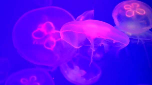 Brillante vibrante fluorescente meduse bagliore sott'acqua, al neon scuro dinamico pulsante sfondo sfocato ultravioletto. Fantasia ipnotica mistica danza pcychedelic. — Video Stock