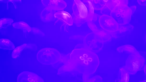 Aurelia labiata, medusa lunar, na água do mar escuro. Medusas azuis brancas no habitat oceânico da natureza. Água flutuante sino medusa — Vídeo de Stock