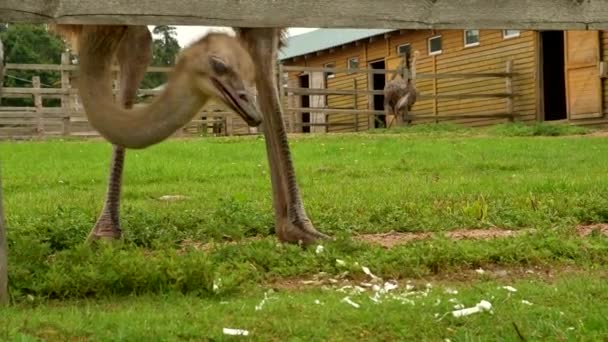 Two ostrich on a farm. Walking behind the fence. Selective focus. — Stock Video