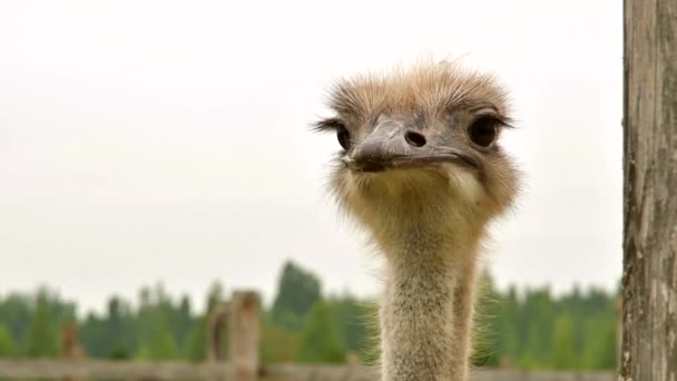 Ostrich Close up portrait with neck, Close up ostrich head against the blue sky. — Stock Video