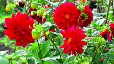 Bal arısı kırmızı bahçe çiçeği üzerinde çalışıyor. Çiçek açan kırmızı yıldız çiçekleri yakın.