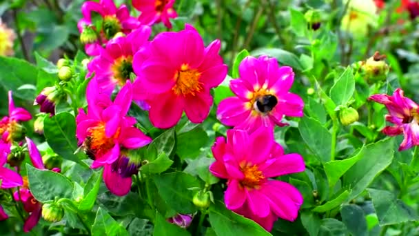Мед Бджола працює над червоною квіткою саду. Квіти червоної далії закриваються.. — стокове відео