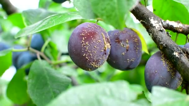 Плод сливы, зараженный грибковой болезнью Monilia cinerea в саду — стоковое видео