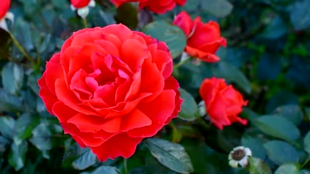 Досить червона квітка троянди крупним планом. Красивий квітковий фон з розмитим фоном . — стокове відео