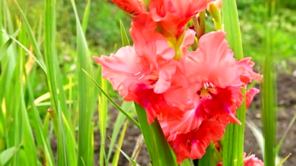 Gladiolus, prachtige bloemen bloeien in de tuin. Oranje met felrode vlek in het midden. — Stockvideo