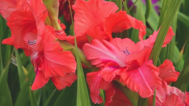 Gladiolo, hermosas flores floreciendo en el jardín. Naranja con mancha roja brillante en el centro. — Vídeos de Stock