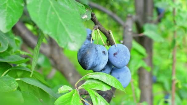 Cierre de las ciruelas maduras en rama. Ciruelas maduras en una rama de árbol en el huerto. Vista de frutas orgánicas frescas con hojas verdes sobre ciruelo — Vídeos de Stock