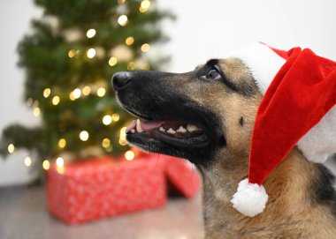 Mutlu bir köpek Noel 'i kırmızı şapkayla kutlar.