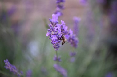 Lavanta çiçeği ve bal arısı
