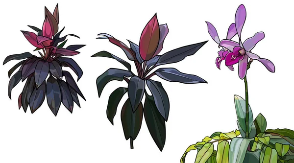 Plantas Tropicales Hermosas Dibujadas Individualmente Orquídea Arbusto Cuerda — Vector de stock