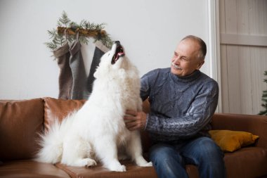 Mutlu son sınıf öğrencisi, köpeği kucaklayan Samoyed Husky Noel tatilinde evdeki koltukta oturuyor.