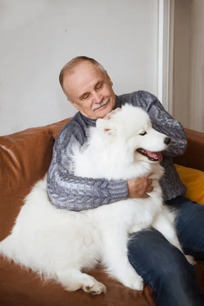 Mutlu Son Sınıf Öğrencisi Köpek Samoyed Husky Koltukta Oturuyor — Stok fotoğraf