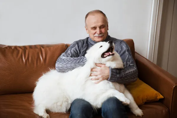 快乐的老年人抱着狗萨摩亚哈士奇坐在沙发上 图库照片