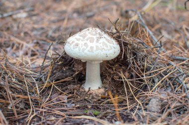 Toadstool mantarı beyaz sinek agarik Amanita citrina ormandaki çam ağaçlarında yetişir.