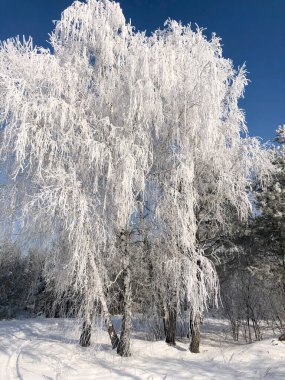 Kış ağacı dondu. Güneşli bir günde huş dallarında beyaz don