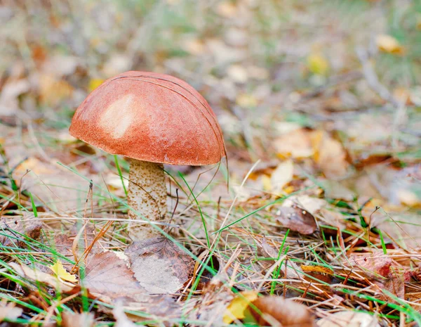 Съедобный Гриб Оранжевой Шапкой Осенней Траве Солнечном Лесу Leccinum Aurantiacum — стоковое фото