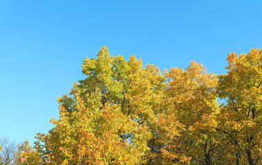 Bir ağacın sarı tacı mavi gökyüzüne karşı güneşli bir sonbahar gününde, yerleştirmek için boş bir yeri var.