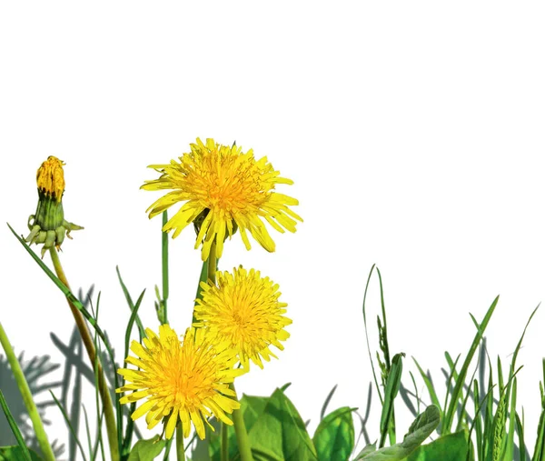 Natuurlijke Achtergrond Gele Paardebloem Bloemen Een Witte Achtergrond — Stockfoto