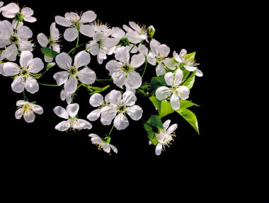 Koyu bir arka planda çiçek açan kirazın beyaz dalı. Kiraz çiçekleri kapanıyor. Siyah arka planda çiçek açan sakura