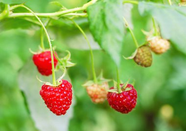 Bir dal üzerinde sulu ahududu, bahçede yeşil yaprakların bir arka planı karşı