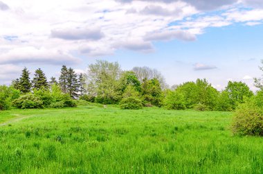 Baharda yeşil çimenli yeşil ağaçlar sıcacık bir günde parkta