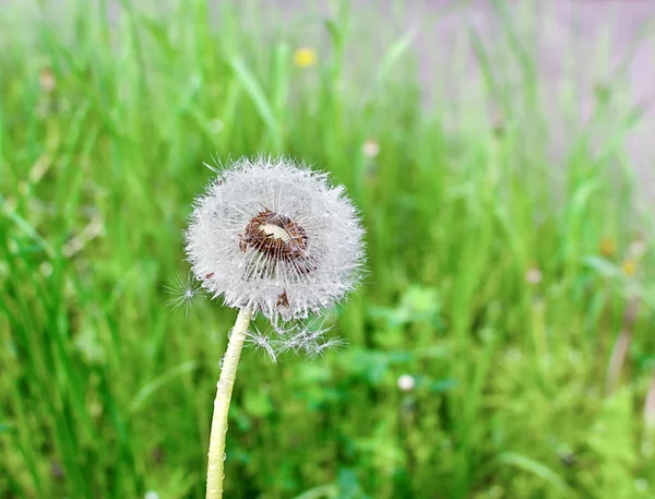 White Dandelion Background Green Grass Summer Warm Day — Stockfoto