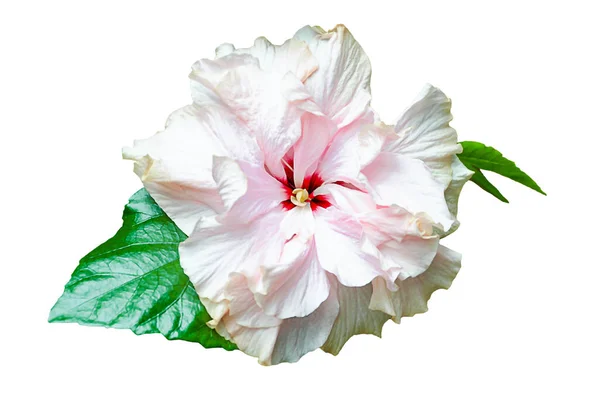 Pink Hibiscus Flower Pink Color Leaves Isolated White Background — Stock Photo, Image