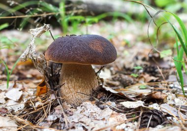 Kahverengi şapkalı mantar, sıcak bir günde ormanda yenebilir beyaz mantar yetişir.