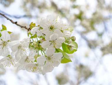 Beyaz kiraz çiçekleri bahar arkaplanı. Bir bahar günü bahçesinde beyaz çiçeklerle çiçek açan bir ağacın dalı.