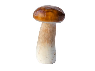 Beyaz arka planda izole edilmiş kahverengi şapkalı mantar.