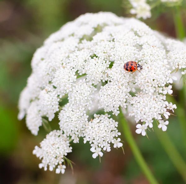 小さな白い花と赤いテントウムシを持つ傘の植物 クローズアップ — ストック写真