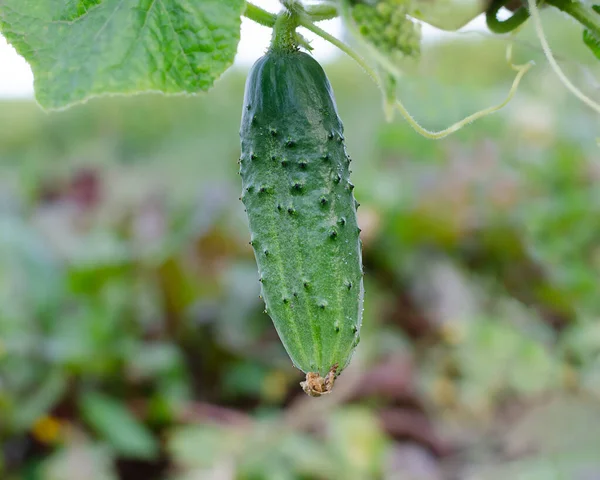 Αγγούρι Κλαδί Φυτού Πράσινο Αγγούρι Φυτρώνει Ζεστή Καλοκαιρινή Μέρα — Φωτογραφία Αρχείου
