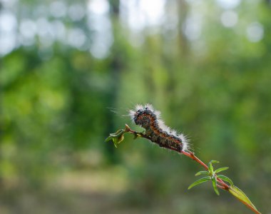 Güzel tırtıl, sıcak bir yaz gününde bir ağaç dalına tırmanıyor.