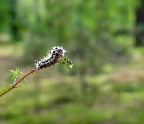 Belle Chenille Sur Une Branche Arbre Gros Plan Chaude Journée — Photo