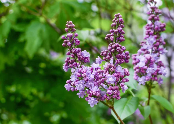Фиолетовые Сиреневые Цветы Ветке Куста Красивый Естественный Фон Цветущий Сирень — стоковое фото