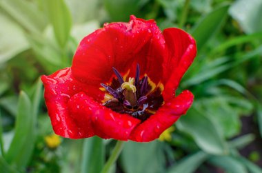 Su damlalı lale, yeşil arka planda kırmızı çiçek, erkek ve erkek organlı, yakın plan.