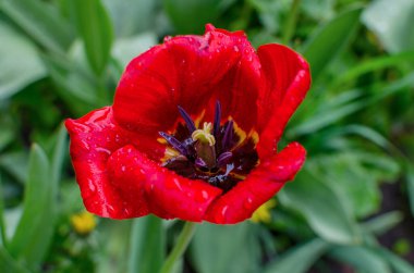 Su damlalı kırmızı lale, yeşil arkaplanlı bir çiçek, erkek ve erkek organlı, yakın plan.